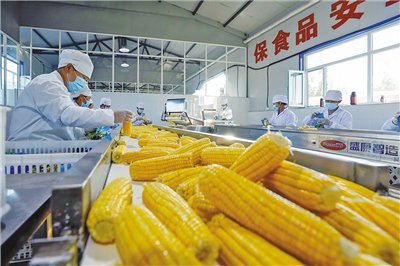 鮮食玉米鏈出“黃金產業(yè)” 保健食品生產的新藍海